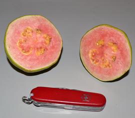   Fruit:   Psidium guajava , dissected cross-sectionally; Photo by K.E. Clancy, USDA APHIS PPQ, imageID.idtools.org
